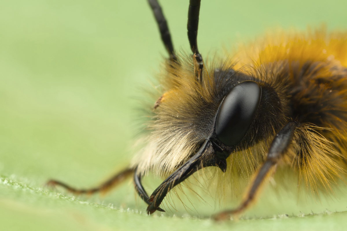 Tawny Mining Bee Male 2